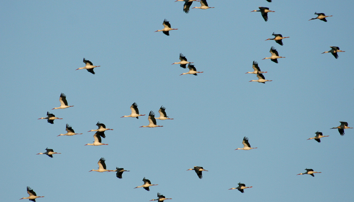 C’est le moment de lever les yeux au ciel pour observer la migration des oiseaux